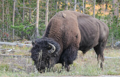 Bison bison