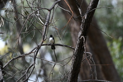 Rhipidura leucophrys