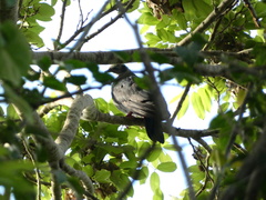 Patagioenas leucocephala