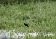 Jacana jacana