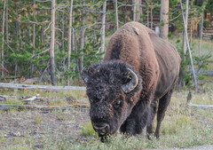 Bison bison