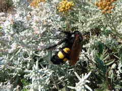 Megascolia maculata flavifrons