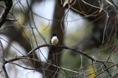 Rhipidura leucophrys