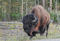 Bison bison