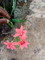 Freesia laxa