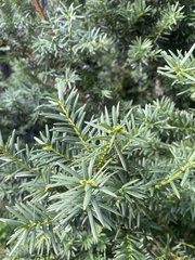 Taxus baccata