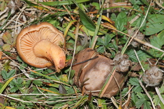 Chroogomphus rutilus