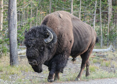 Bison bison