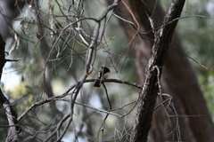 Rhipidura leucophrys