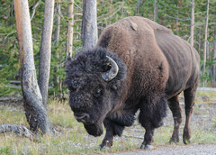 Bison bison