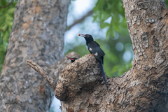 Phoeniculus purpureus