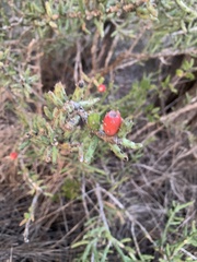 Cylindropuntia leptocaulis