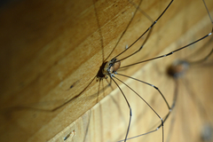 Leiobunum limbatum