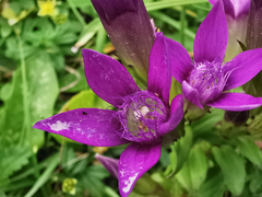 Gentianella germanica