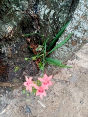 Freesia laxa