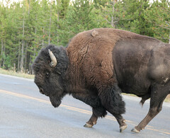 Bison bison