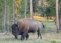 Bison bison