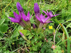 Gentianella germanica
