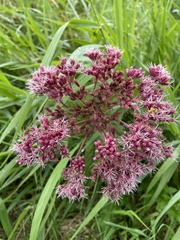 Eutrochium maculatum