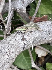 Podarcis siculus