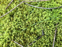 Triquetrella papillata