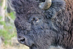 Bison bison