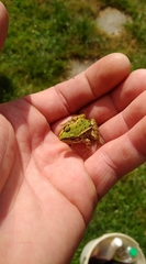 Pelophylax lessonae