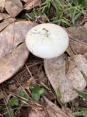 Amanita bisporigera