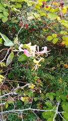 Lonicera periclymenum