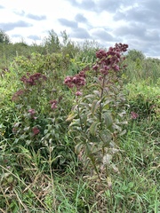 Eutrochium maculatum