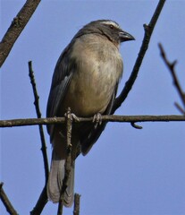 Saltator coerulescens