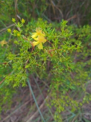 Hypericum galioides