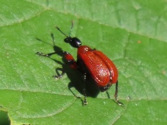 Apoderus coryli