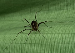 Opilio saxatilis