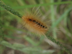 Pygarctia