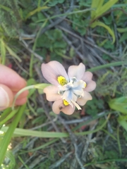 Moraea vegeta
