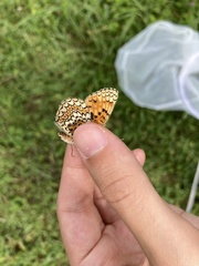 Melitaea phoebe