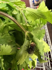 Chrysomya megacephala