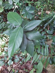 Ficus cumingii terminalifolia