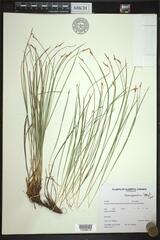 Carex geyeri