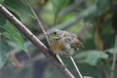 Erithacus rubecula