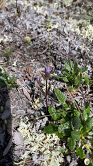 Gentianella amarella