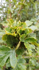 Dasineura crataegi