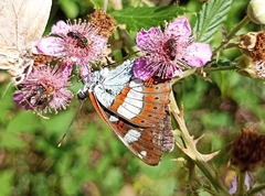 Limenitis reducta