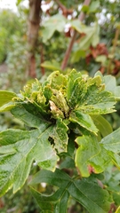 Dasineura crataegi