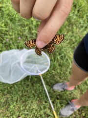 Melitaea phoebe