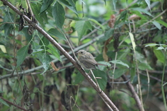 Erithacus rubecula