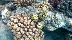 Turbinaria decurrens