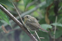 Erithacus rubecula