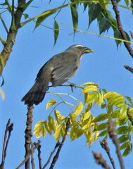 Saltator coerulescens